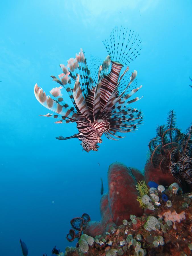 Jukung Dive Resort Bali Amed ภายนอก รูปภาพ