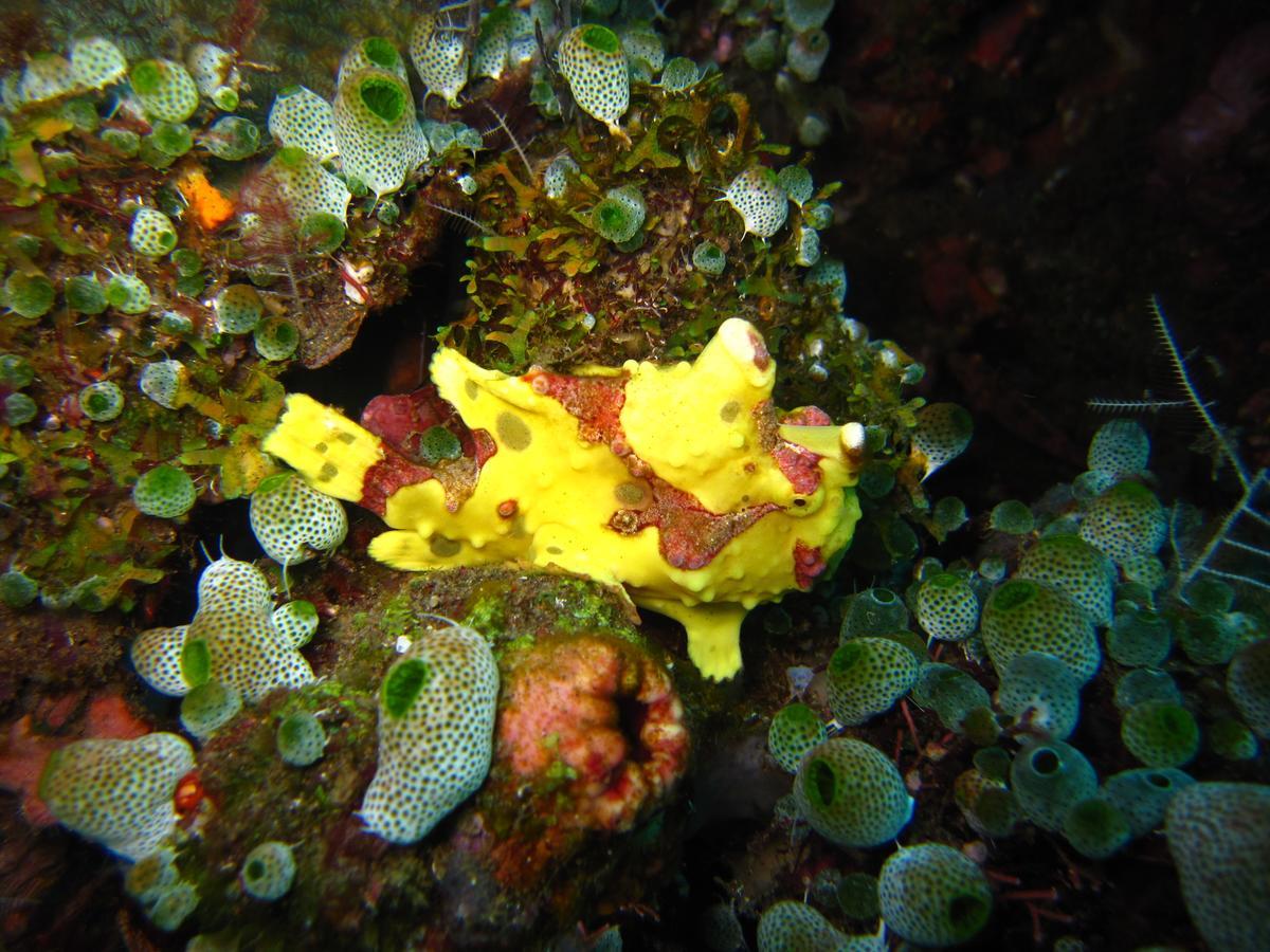 Jukung Dive Resort Bali Amed ภายนอก รูปภาพ