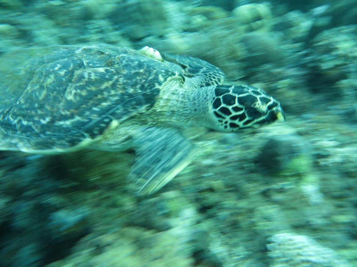 Jukung Dive Resort Bali Amed ภายนอก รูปภาพ