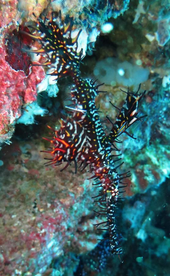 Jukung Dive Resort Bali Amed ภายนอก รูปภาพ